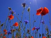 Лето у руля: прогноз погоды 8 июня 