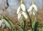 Погода в Украине 29 марта: потепление, без осадков