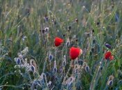 Обильная роса 25 июля сулила дожди