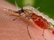 У комаров появился ген, который блокирует малярию 