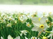 Долина нарцисів розквітла на Закарпатті (Фото)