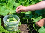 Ефективне добриво для огірків на літній сезон