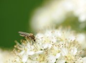 26 мая 2015, примета дня. Встречаем комаров и запасаемся репеллентами