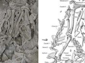 В США археологи нашли сенсационную находку