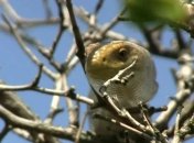 В Крыму появились желтые змеи, которые заползают даже на деревья