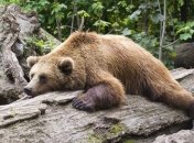 Как насчет выспаться? Ученые могут погрузить человека в "медвежью" спячку