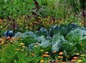 Коли і як удобрювати капусту деревною золою