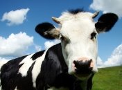 Израиль планирует наладить импорт говядины из Украины