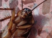 Созданного учеными робота-таракана практически невозможно раздавить (Видео)