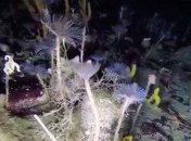 Подводный робот заснял новые формы жизни Антарктики (Видео)