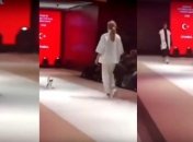 В Турции кошка приняла участие в модном показе (Видео)