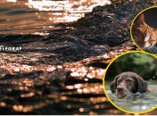 Кот и собака позабавили отдыхающих на пляже