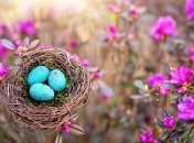 Появились объяснения, касаемо разнообразию окрасок у птичьих яиц