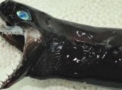 В Тихом океане выловили страшную акулу-гадюку