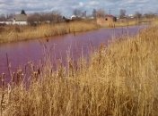 В Черниговской области озеро окрасилось в розовый цвет