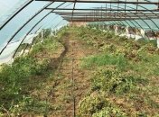 "Мак-2019": в Нацполиции заявляют об изъятии наркосырья на миллиарды гривень 