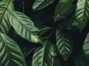 На что способны бактерии: проблема соленой почвы решена 