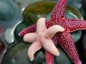 Улиток научат "атаковать" морских звезд