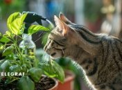 Рослини треба захищати від котів  (зображення створено за допомогою ШІ)