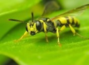 Осы атаковали велогонщиков в ЮАР