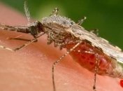 Во Львове мужчина попал в больницу с малярией 