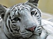 У подаренной Тимошенко белой тигрицы родилась тройня 