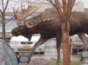 Как выглядят реальные параметры знакомых нам вещей и существ (Фото) 