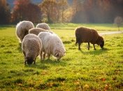 У народі 28 лютого відзначається свято Онисим Вівчар