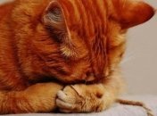 Мурлык-мурлык: позитивная подборка пушистых котиков