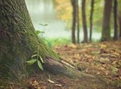 На Львівщині незаконно вирубали 118 дерев на суму 600 тисяч гривень