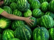 Когда можно начинать есть арбузы?