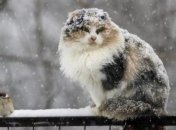 К снегу и морозу добавятся дожди: какой будет погода в пятницу, 20 ноября