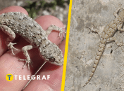 Кримський гекон