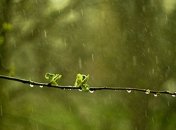 Погода в Украине 5 мая: облачно, местами дождь 