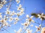 Прогноз погоды на 12 апреля в Украине: будет тепло, местами грозы