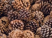 Сосновым шишкам найдено необычное применение