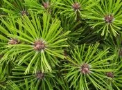 Наномедицину улучшат хвойные иглы