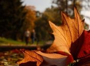 Осенняя температура в Украине установила рекорд