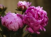 Рецепт отличной подкорми для пионов