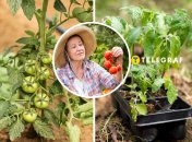 Перед посадкой рассады помидоров, дождитесь благоприятных условий