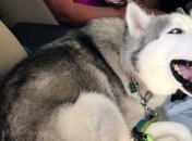 Этот упрямый хаски категорически отказывается покидать переднее сиденье автомобиля 