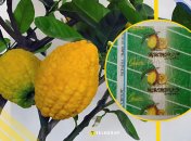 Иллюстративное фото