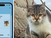 Кіт Сирський підкорив соцмережі