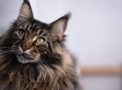 Не все коту масленица: мейн-куны тоже бывают забавно-несуразными