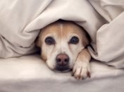 Почему нельзя брать собак в свою кровать?