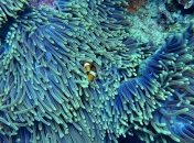 Кораллы способны регенерироваться: доказано исследованием