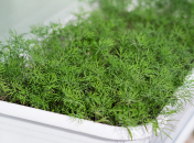 Вирощування кропу взимку на підвіконні