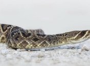 Черкасский зоопарк за новорожденных гадюк выменяет цветных змей