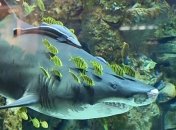 Акула из "Ocean Plaza" переехала в Германию