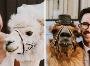 Улыбка до ушей: ламы в качестве ведущих на свадьбе